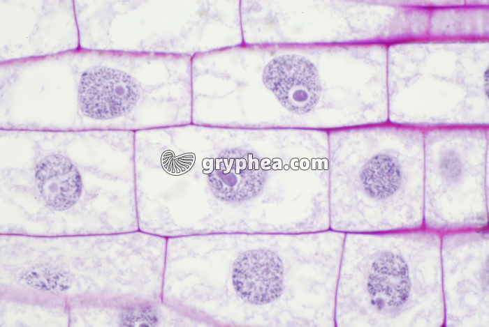 Cellules racine zone2 x150 - gryphea.org